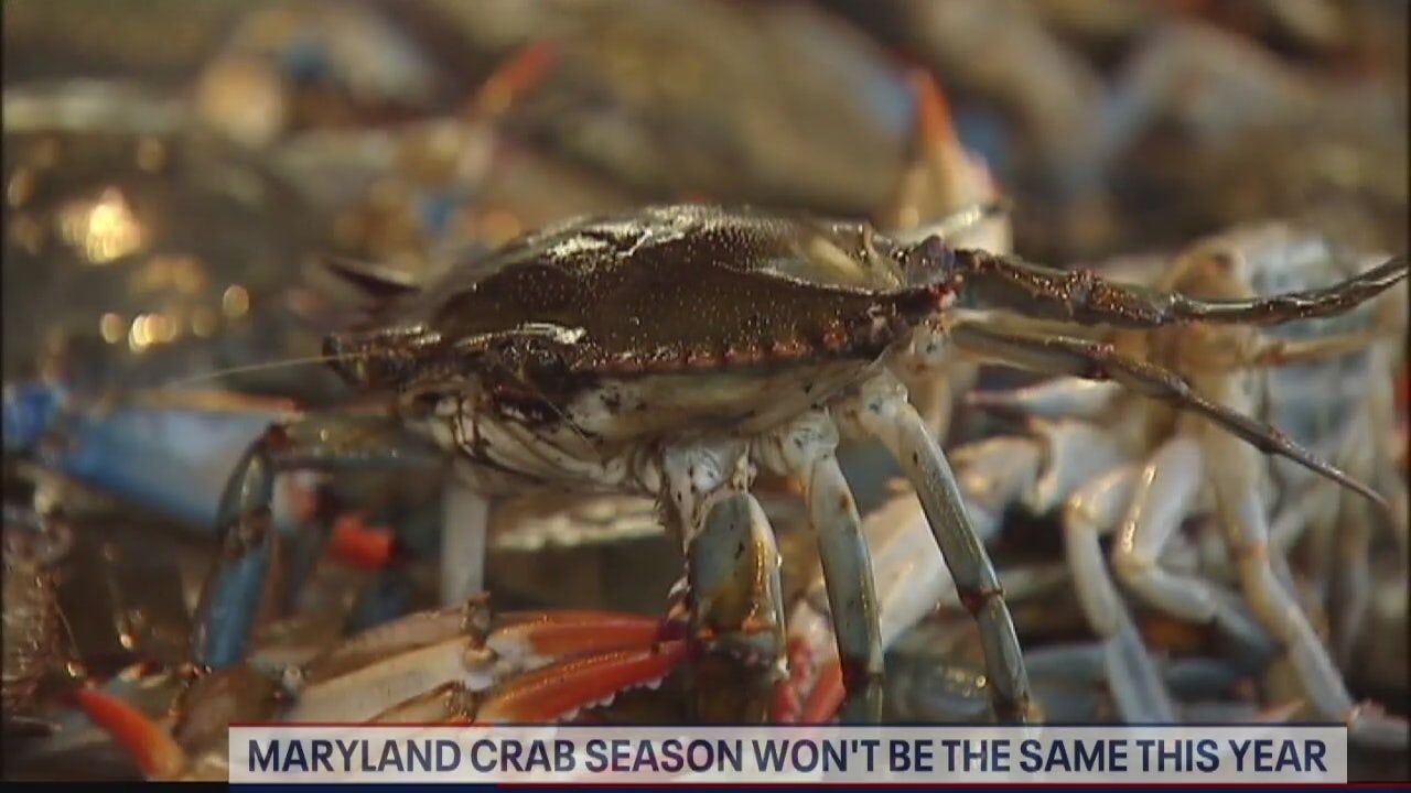 Maryland crab season expected to be impacted by coronavirus outbreak as