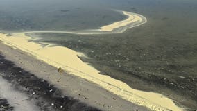 Pine pollen washes up on bayside of Assateague Island