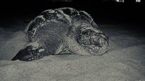 Vulnerable sea turtles flourishing during coronavirus restrictions in Florida