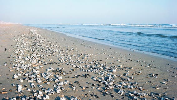 Outer Banks tourist ban brings surge of seashells to beaches