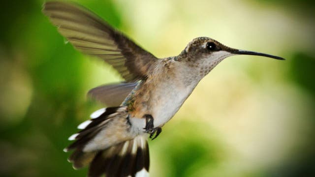 A sure sign of spring! Hummingbirds return to Virginia, Maryland region