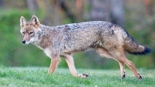 While we're at home, wildlife enjoy the great outdoors during coronavirus pandemic