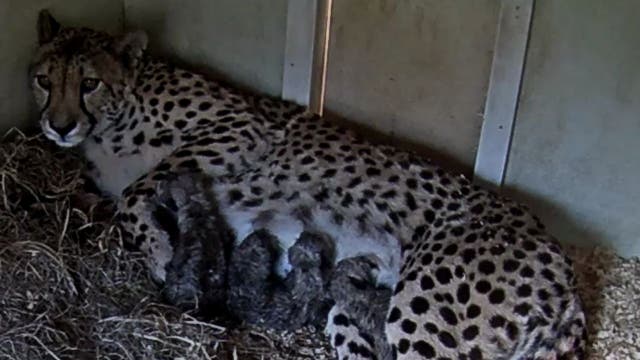 Welcome little ones! Four cheetah cubs born at the Smithsonian Conservation Biology Institute