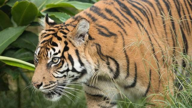 2 tigers at Virginia zoo test positive for COVID-19