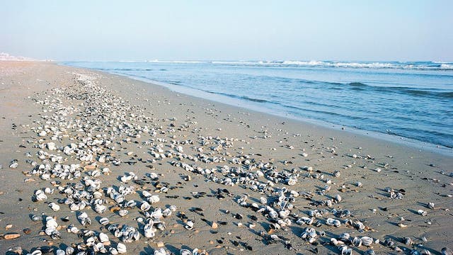 Outer Banks tourist ban brings surge of seashells to beaches
