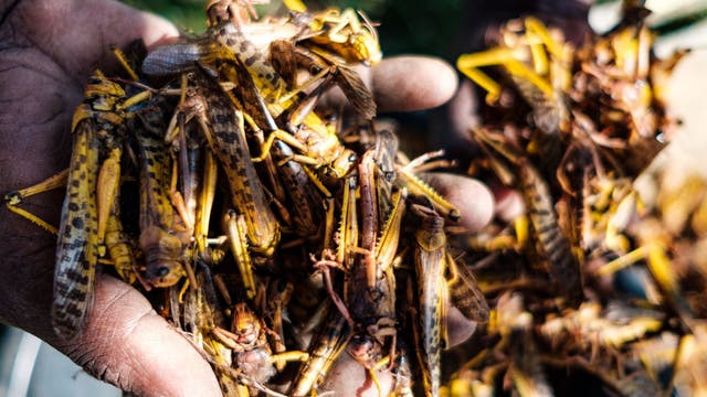 New wave of locusts threatens millions in Africa