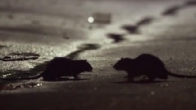 Starving 'cannibal' rats are on the march during the coronavirus pandemic