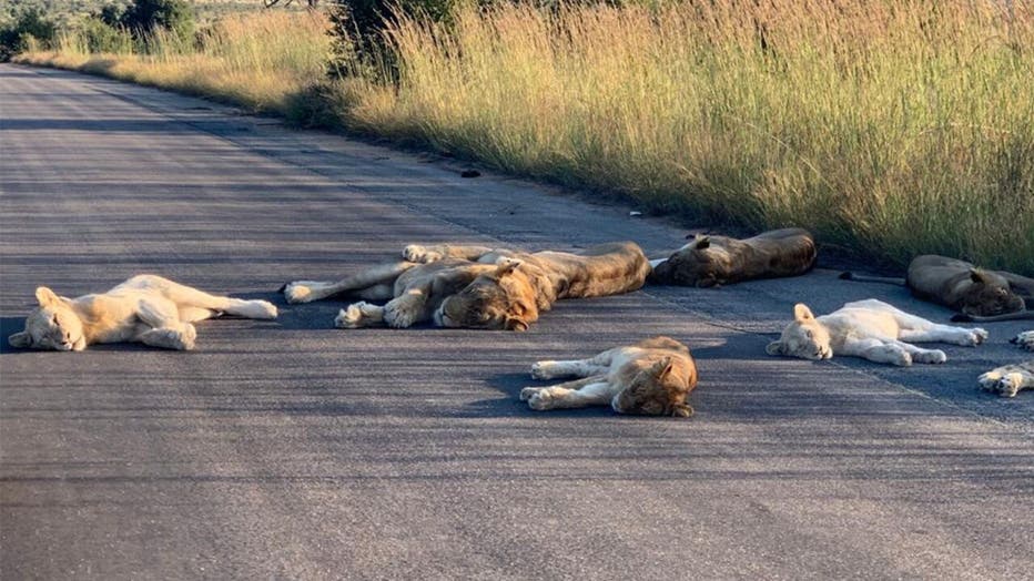 Lions-KNP-3.jpg