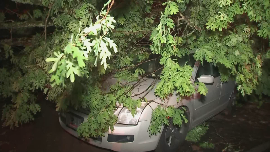 Tree-on-Cars-East-Point-1-1.png