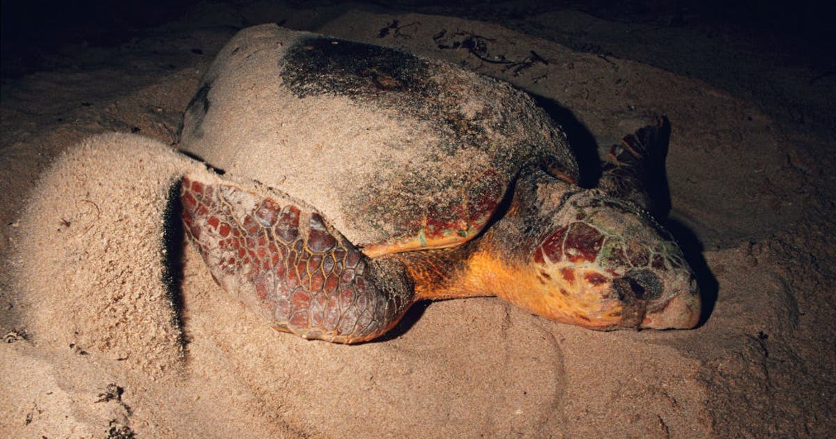 Loggerhead sea turtle nesting on Outer Banks beach struck, killed by ...