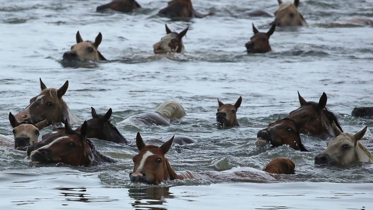 Chincoteague Island Pony Swim canceled for first time since WWII