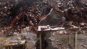 Squirrel captured on video ‘working from home’ on tiny laptop in miniature office