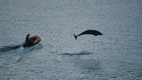 Oldest solitary dolphin happy for human contact amid COVID-19 pandemic