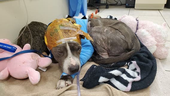 Severely abused bait dog saved by Florida rescue group