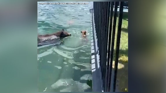 Mama bear comes to the rescue of panicky cub