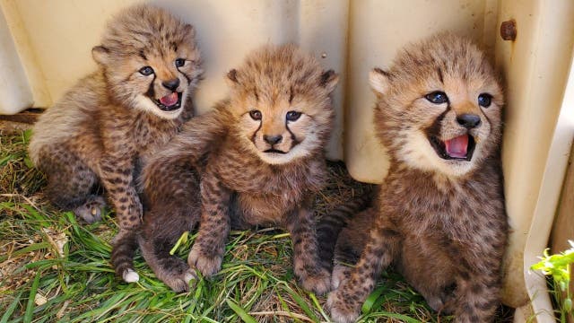 Smithsonian's National Zoo asks for public's help naming cheetah cubs