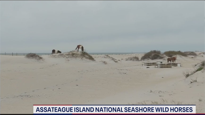 Wildlife spreads out on Assateague Island National Seashore