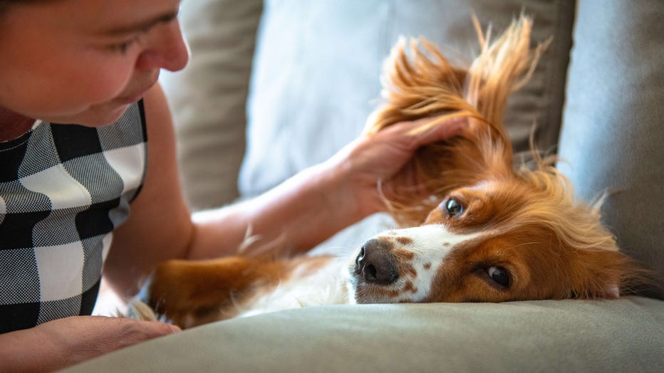 Woman playing with her cocker spaniel dog pet over a couch