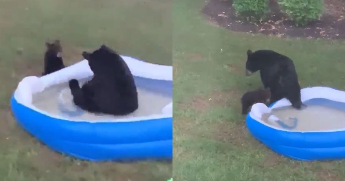 Mama bear and cub cool down in kiddie pool in Virginia neighborhood ...