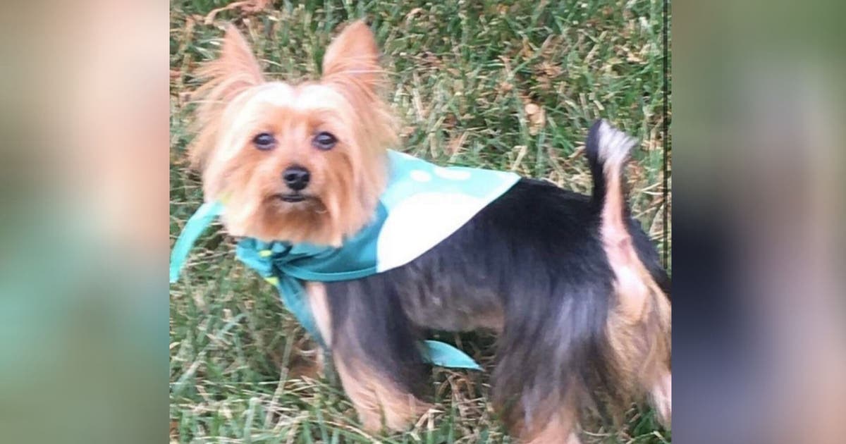 Family offering $1000 reward after car, dog stolen at Washington ...