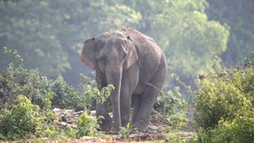 Pregnant elephant dies after being fed explosive-filled pineapple, reports say