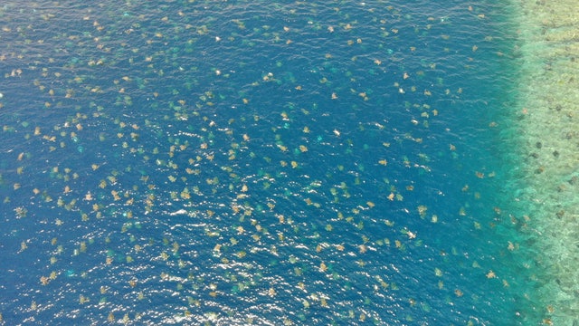 Drone footage shows 64,000 endangered sea turtles nesting near Australia's Great Barrier Reef