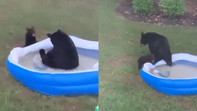 Mama bear and cub cool down in kiddie pool in Virginia neighborhood: 'That's the baby bear'
