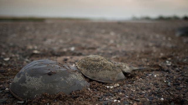 Horseshoe crab blood could be key to COVID-19 vaccine, expert says