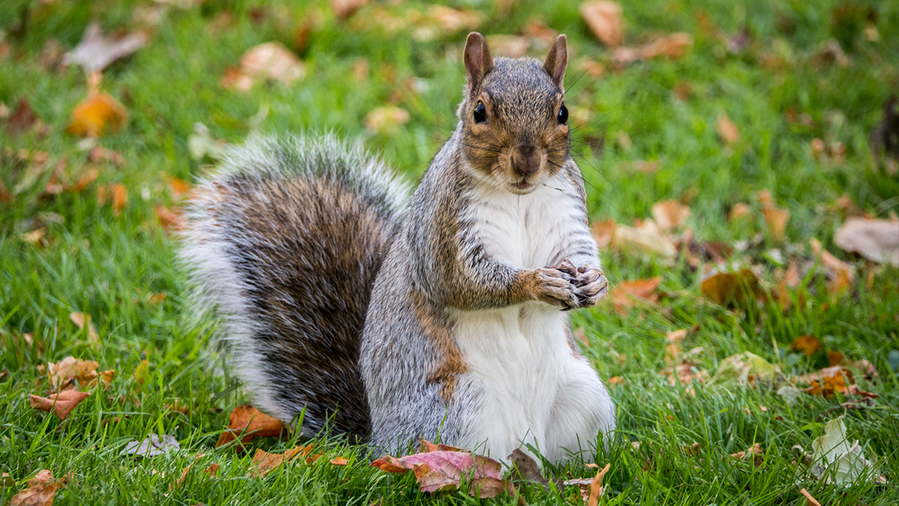 Squirrel tests positive for bubonic plague in Colorado