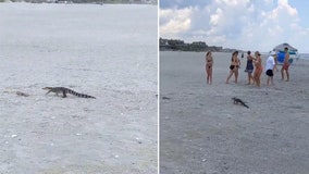 Young alligator takes a stroll on South Carolina beach