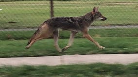 Coyote spotted on National Mall in DC