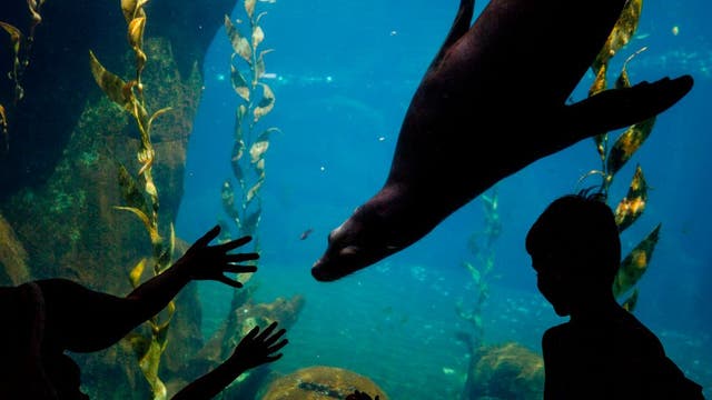 Smithsonian's National Zoo reopening today