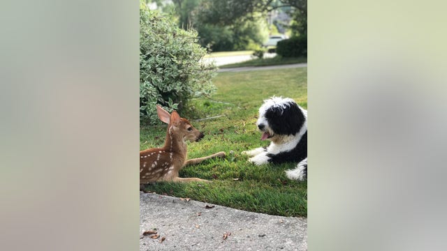 Oh deer! Dog smitten by fawn in super cute video