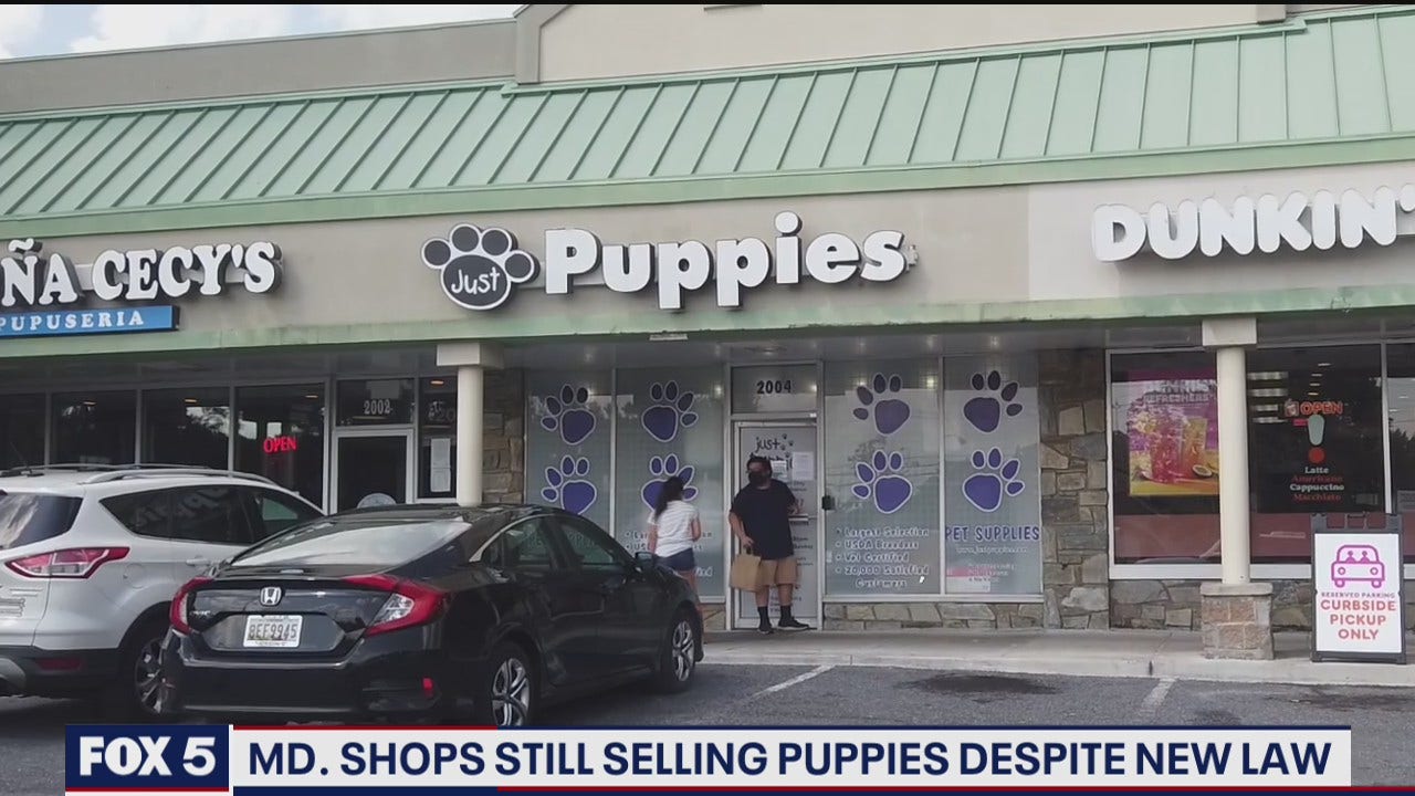 Maryland pet shops still selling puppies despite new ban
