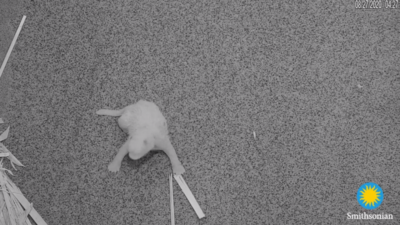Mei Xiang S Baby Panda Makes Debut On National Zoo S Livestream Mei Xiang S Baby Panda Makes Debut On National Zoo S Livestream