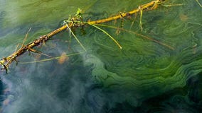 Montgomery County park officials urging pet owners to keep dogs out of two lakes after toxic algae reported