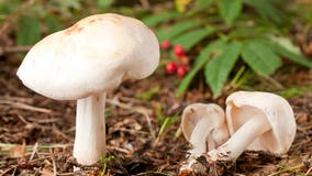 Mushroom blossoms taking over your yard? Here's why