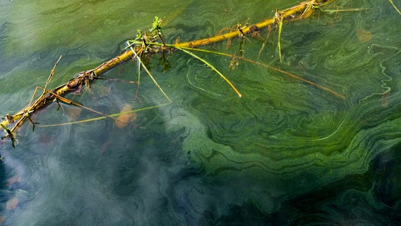 Montgomery County park officials urging pet owners to keep dogs out of two lakes after toxic algae reported