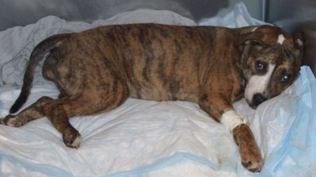 $5,000 reward offered in alleged physical, sexual abuse of puppy in DC