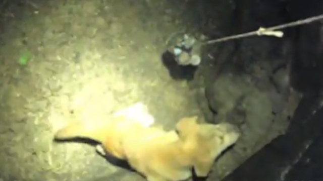 Firefighters rescue dog from 25-foot-deep well in Prince George's County