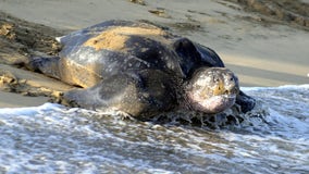 Stranded 700-pound sea turtle euthanized in Virginia