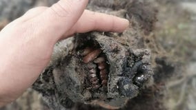 'Completely preserved' Ice Age cave bear found in Arctic Russia