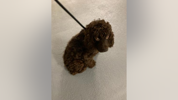 Arlington County officials seeking more information on abandoned dog