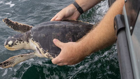 National Aquarium releases rescued sea turtles – Halloumi, Mozzarella and Stilton – back to the ocean