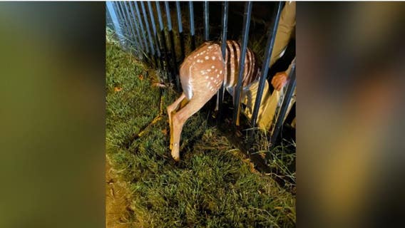 Arlington animal control officer rescues fawn trapped in fence