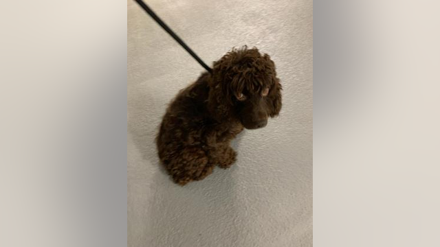 Arlington County officials seeking more information on abandoned dog