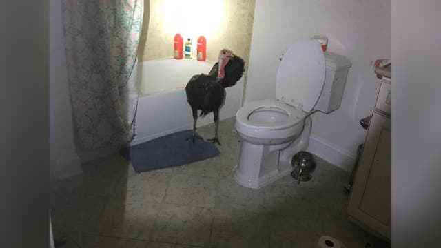 Loudoun County cops catch gobbler red-beaked in family’s bathroom