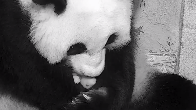 National Zoo's latest PandaCam shows Mei Xiang care for baby panda in reminder there is joy in this world