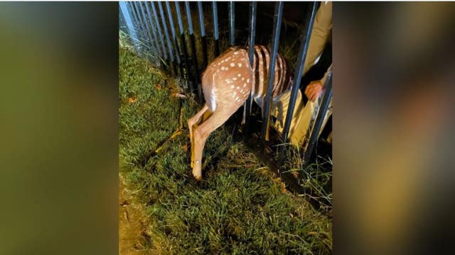 Arlington animal control officer rescues fawn trapped in fence