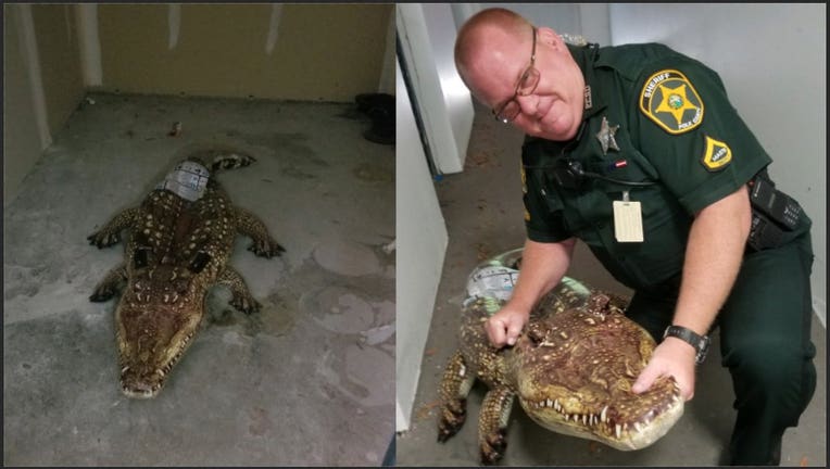 polk deputy gator pool floatie